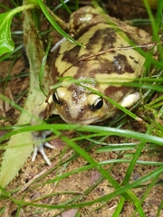 Uperodon systoma