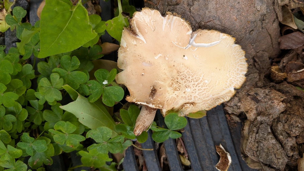 Cyclocybe cylindracea · May 2025 · photo: © atsushi_nakajima_cirque (iNaturalist, cc-by)
