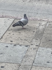 Columba livia