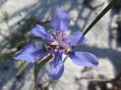 Moraea lugubris