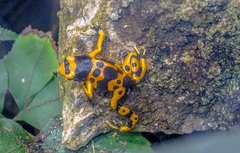 Dendrobates leucomelas