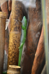 Phelsuma