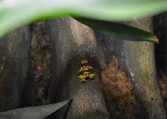 Dendrobates leucomelas