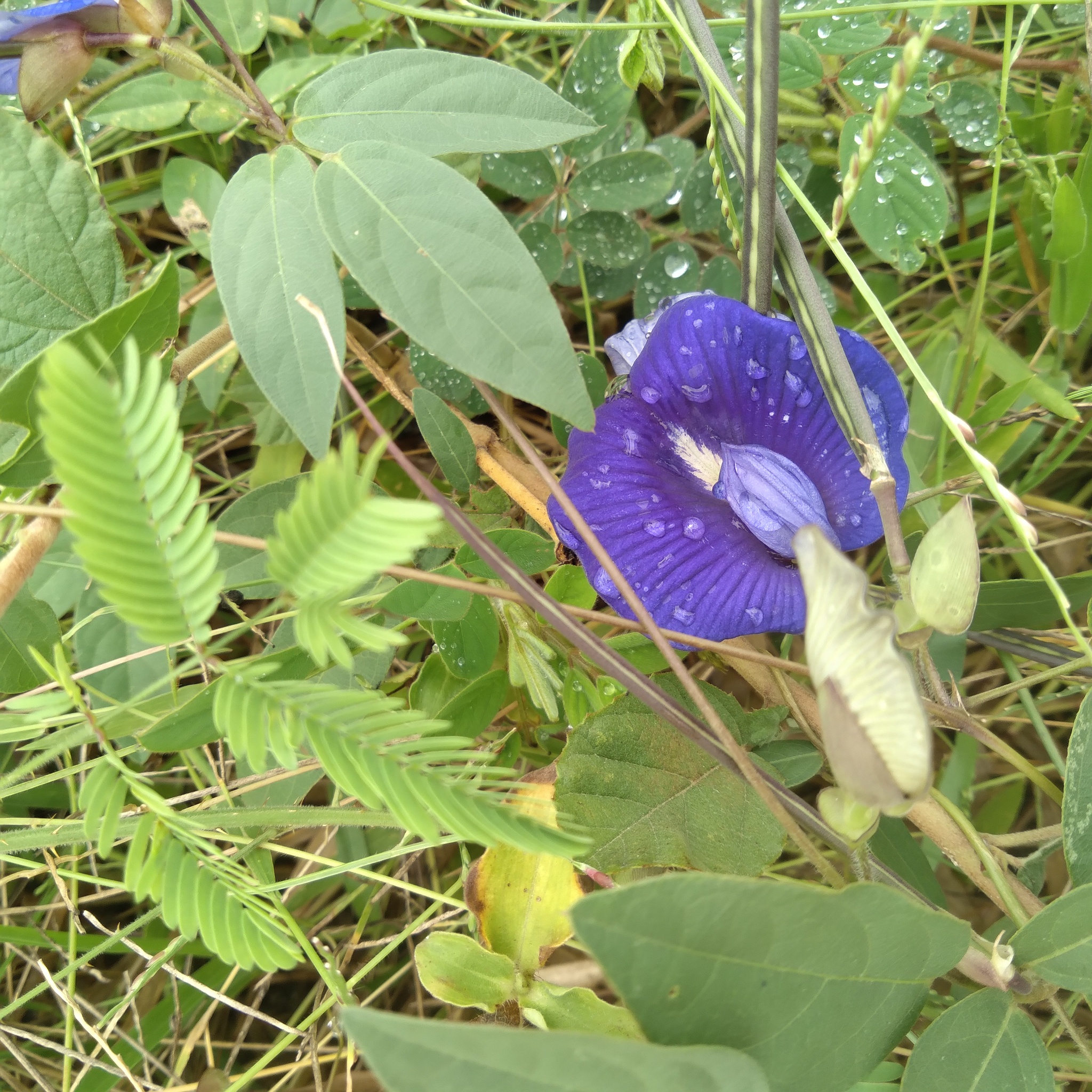 Centrosema brasilianum