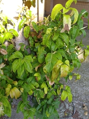 Ficus caulocarpa