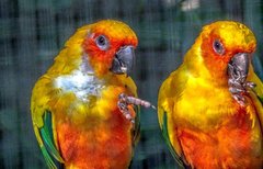 Aratinga solstitialis