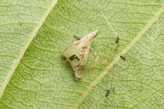 Meotipa sahyadri