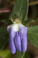 Cynarospermum asperrimum