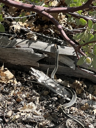 iNaturalist observation photo of Striped Racer