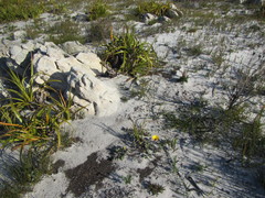 Arctotis angustifolia