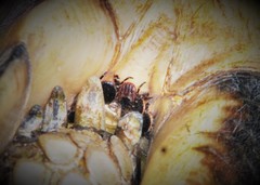 Hyalomma aegyptium