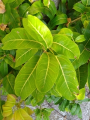 Ficus caulocarpa