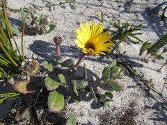 Arctotis angustifolia