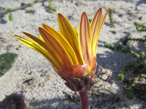 Image of Arctotis angustifolia by (c) douglaseustonbrown, some rights reserved (CC BY-SA)