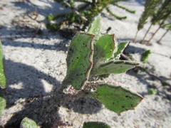 Arctotis angustifolia