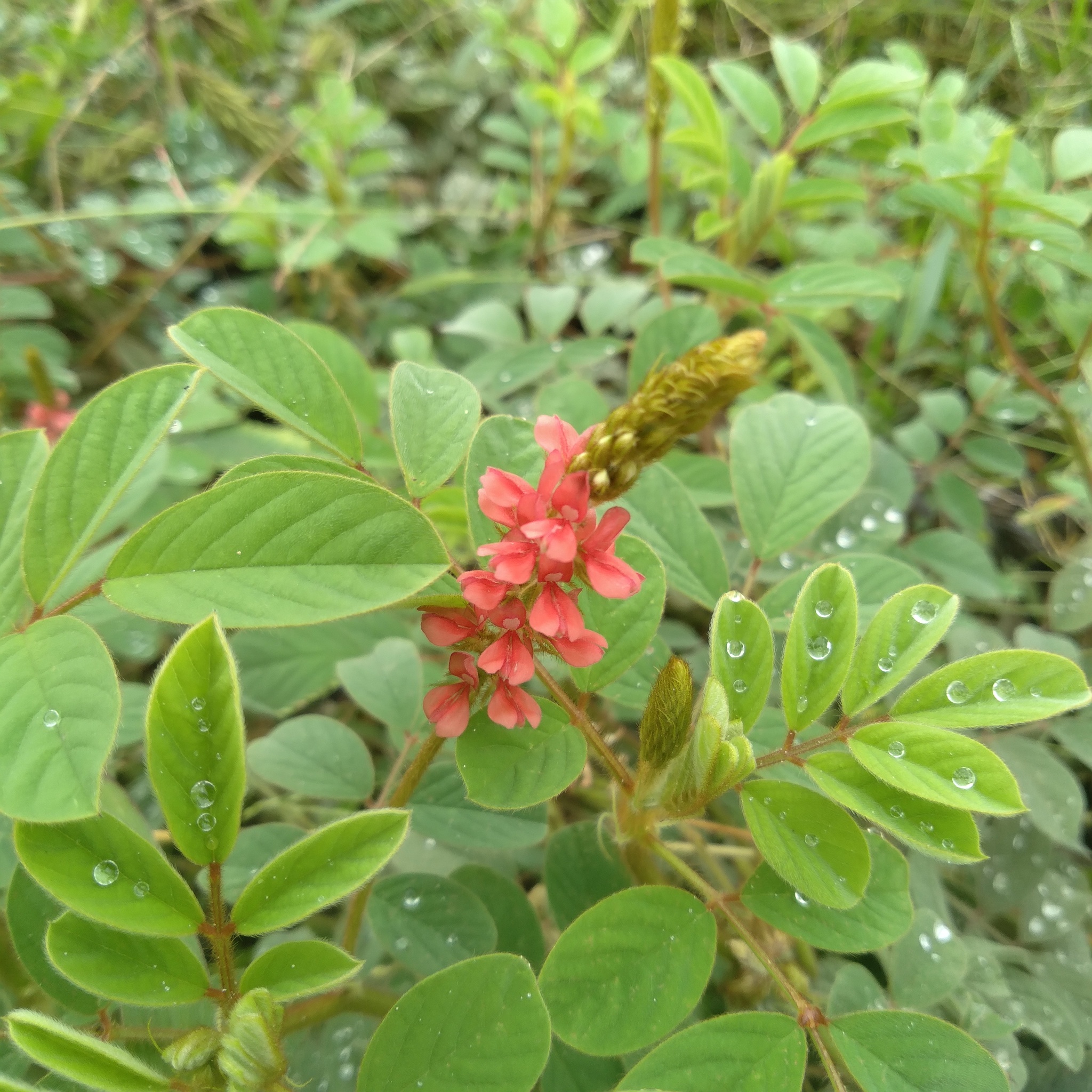 Indigofera hirsuta