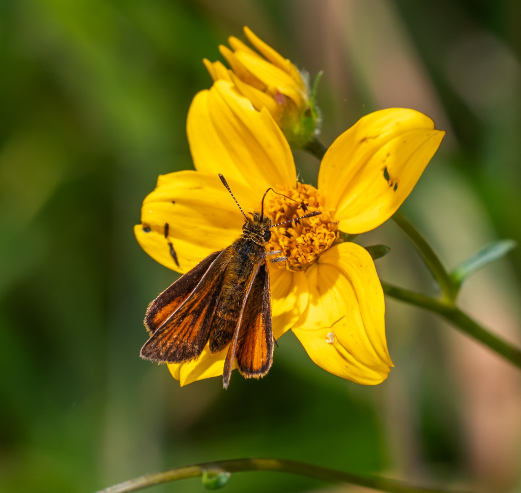 Ancyloxypha aurea