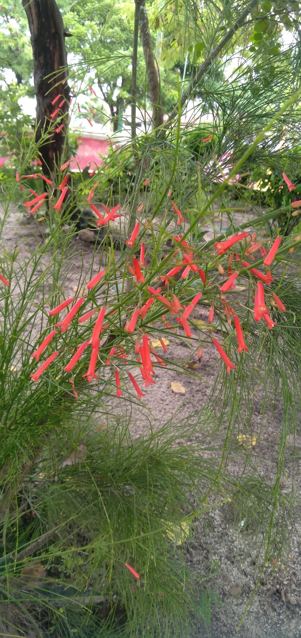Russelia equisetiformis
