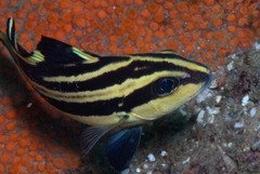 Plectorhinchus centurio