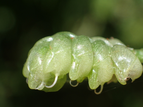 Image of Large Bract Murdannia (Murdannia bracteata) by no rights reserved