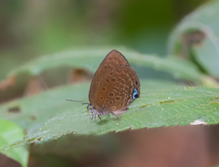 Arhopala amphimuta