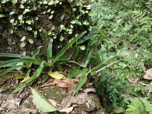 Image of Large Bract Murdannia (Murdannia bracteata) by no rights reserved