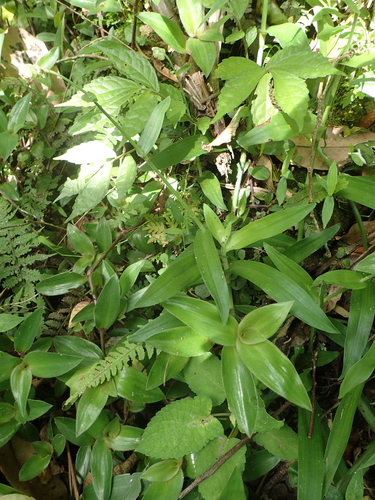 Image of Large Bract Murdannia (Murdannia bracteata) by no rights reserved
