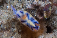 Hypselodoris nigrostriata