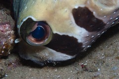 Diodon liturosus