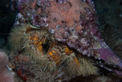 Aniculus maximus