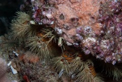 Aniculus maximus