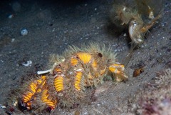 Aniculus maximus