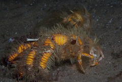 Aniculus maximus