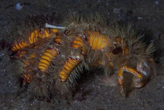 Aniculus maximus