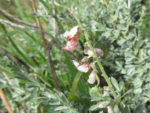 Image of Wiborgia fusca by (c) douglaseustonbrown, some rights reserved (CC BY-SA)