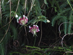 Lilium speciosum