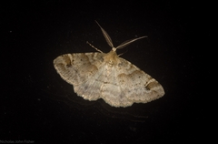 Syneora hemeropa