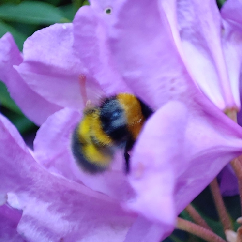 Garden Bumble Bee, 9717 GD Groningen, Netherlands, photo 8 of 10
