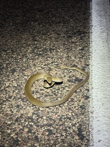 Olive Python sighting