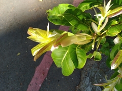 Ficus caulocarpa