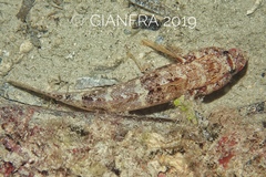 Gobius cruentatus
