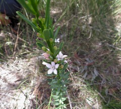 Philotheca queenslandica