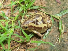 Uperodon systoma