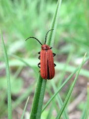 Lopheros rubens
