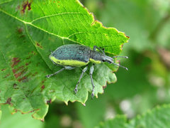 Chlorophanus viridis
