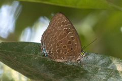 Arhopala eumolphus maxwelli