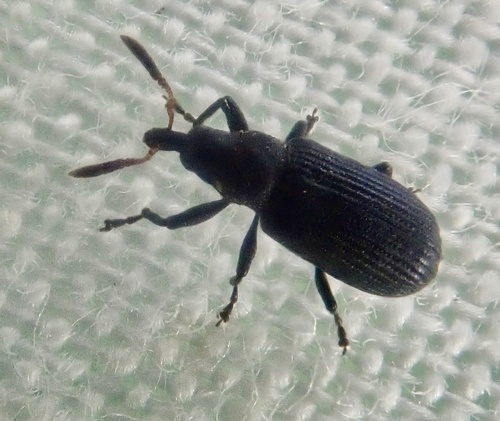 Pear Weevil