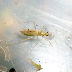 Dicyphus epilobii