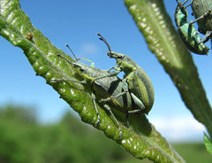 Chlorophanus viridis