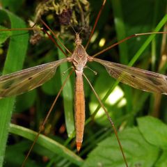 Tipula fulvipennis